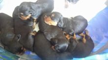 Gordon Setter Pups for sale available mid September