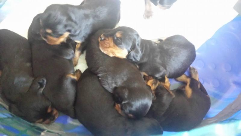 Gordon Setter Pups for sale available mid September Image eClassifieds4u