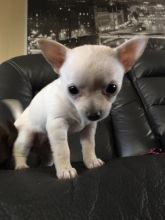 Pomeranian Chihuahua (Pomchi) Puppies ALMOST ready to go Image eClassifieds4u 1