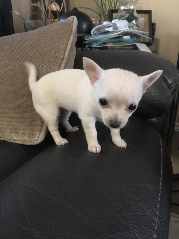 Pomeranian Chihuahua (Pomchi) Puppies ALMOST ready to go Image eClassifieds4u