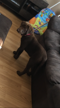 Chocolate lab pup for sale