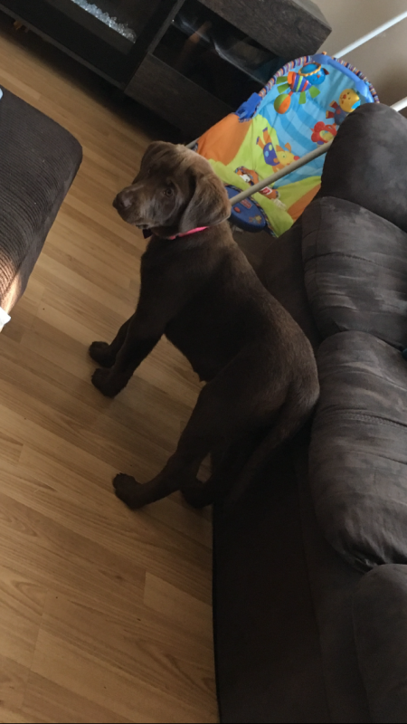 Chocolate lab pup for sale Image eClassifieds4u
