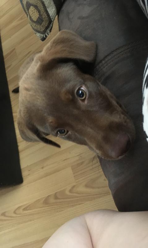 Chocolate lab pup for sale Image eClassifieds4u