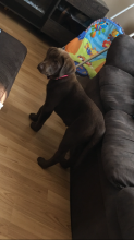 Chocolate lab pup for sale Image eClassifieds4u 1