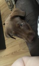 Chocolate lab pup for sale Image eClassifieds4u 2