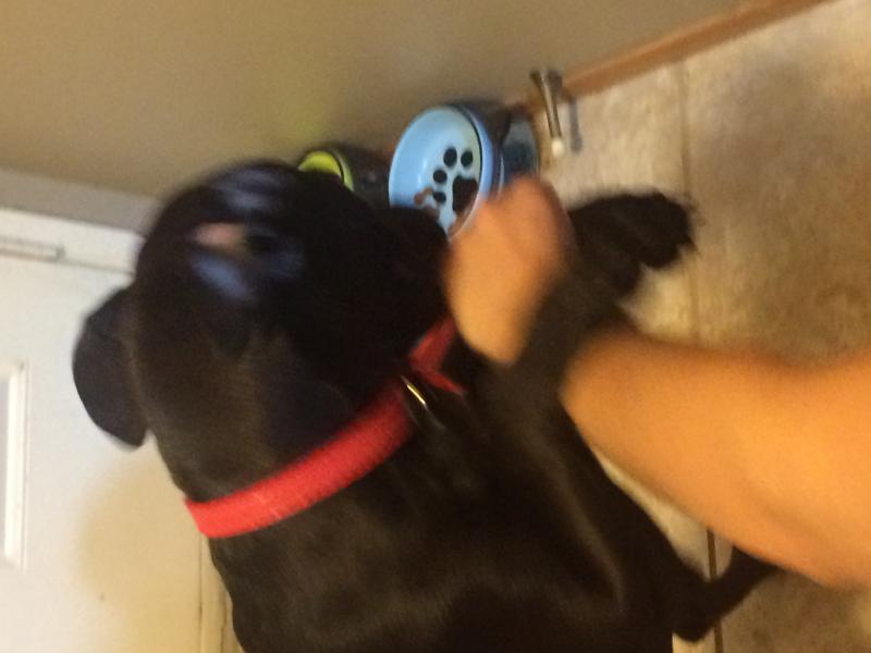 8 month old pitbull lab cross for sale! Image eClassifieds4u