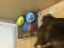 8 month old pitbull lab cross for sale! Image eClassifieds4u 2