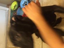 8 month old pitbull lab cross for sale! Image eClassifieds4u 3