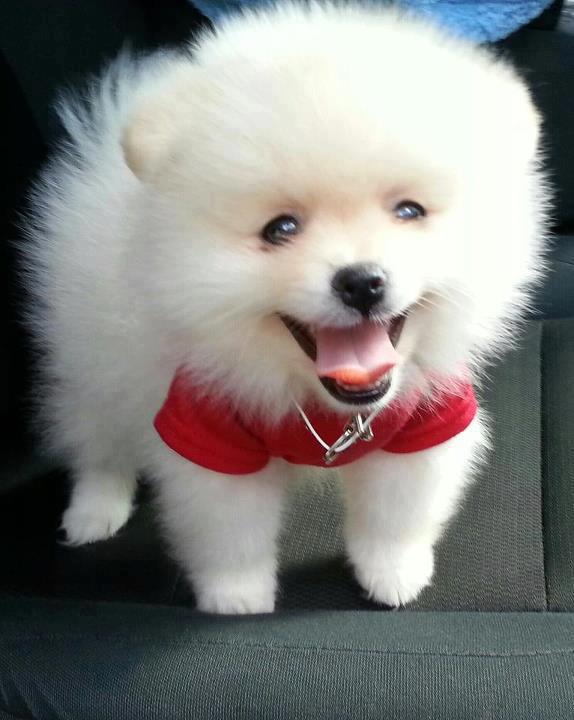 adorable pomeranian puppies Image eClassifieds4u