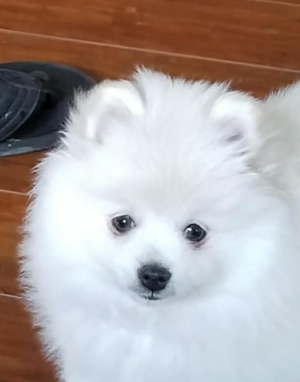 lovely pomeranian available Image eClassifieds4u