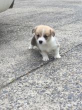 Adorable Welsh Corgi Pembroke Puppies for sale