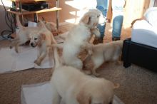 Beautiful Golden Retriever Puppies for loving homes