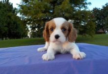 Cavalier King Charles Spaniel Puppies for Sale