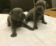 Cute Staffordshire Bull Terrier Puppies for Sale