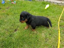 Pure Bred Rottweiler Puppies looking for new homes