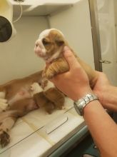 Stunning English Bulldog Puppies For Sale