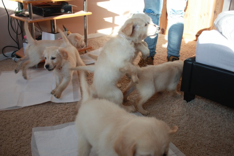Beautiful Golden Retriever Puppies for loving homes Image eClassifieds4u