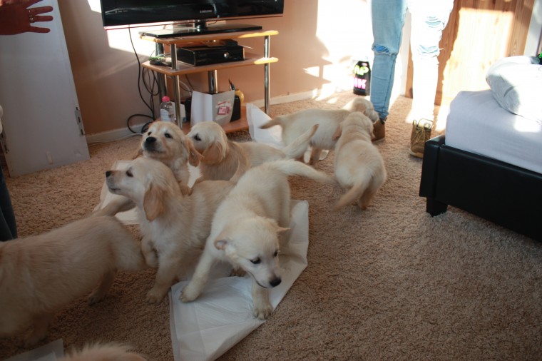 Beautiful Golden Retriever Puppies for loving homes Image eClassifieds4u