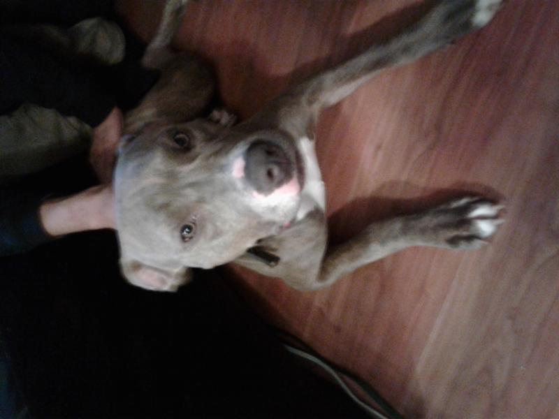 Beautifull pure breed 6 months old female blue nose pitbull Image eClassifieds4u