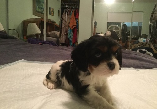 Cavalier King Charles Spaniel Puppies for Sale Image eClassifieds4u