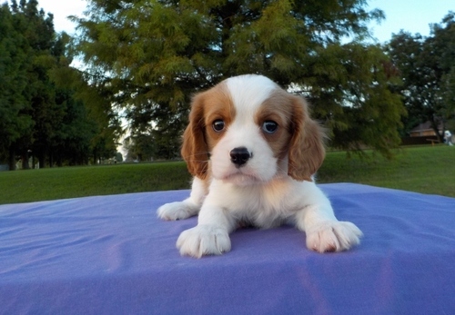 Cavalier King Charles Spaniel Puppies for Sale Image eClassifieds4u