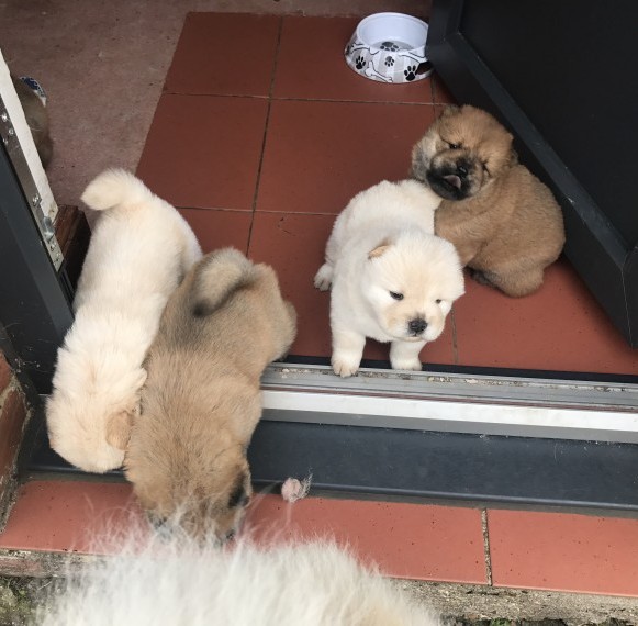 Chow Chow Puppies For Sale Image eClassifieds4u