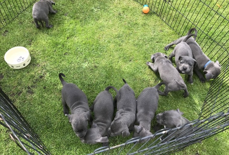 Cute Staffordshire Bull Terrier Puppies for Sale Image eClassifieds4u