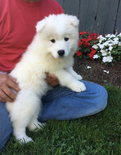 Gorgeous Samoyed Puppies for Sale Image eClassifieds4u