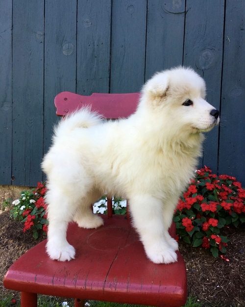 Gorgeous Samoyed Puppies for Sale Image eClassifieds4u