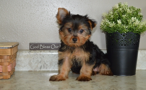 Lovely Yorkshire Terrier Puppies for Sale Image eClassifieds4u