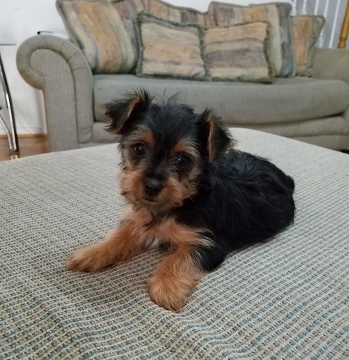 Lovely Yorkshire Terrier Puppies for Sale Image eClassifieds4u