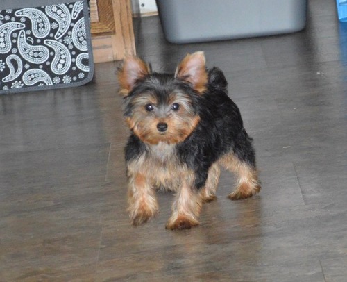 Lovely Yorkshire Terrier Puppies for Sale Image eClassifieds4u