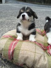 Adorable Welsh Corgi Pembroke Puppies for sale Image eClassifieds4u 3