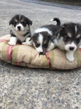 Adorable Welsh Corgi Pembroke Puppies for sale Image eClassifieds4u 2