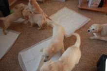 Beautiful Golden Retriever Puppies for loving homes Image eClassifieds4u 3
