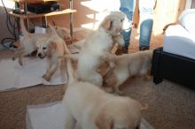 Beautiful Golden Retriever Puppies for loving homes Image eClassifieds4u 1