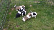 Beautiful Havanese Puppies for loving homes Image eClassifieds4u 1