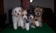 Beautiful Havanese Puppies for loving homes Image eClassifieds4u 2