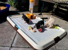 Beautifull Chihuahua Puppies looking for new homes Image eClassifieds4u 1