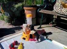 Beautifull Chihuahua Puppies looking for new homes Image eClassifieds4u 2