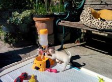 Beautifull Chihuahua Puppies looking for new homes Image eClassifieds4u 3