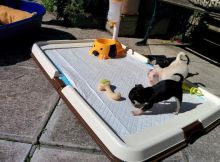 Beautifull Chihuahua Puppies looking for new homes Image eClassifieds4u 4