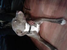 Beautifull pure breed 6 months old female blue nose pitbull Image eClassifieds4u 3