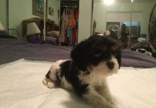 Cavalier King Charles Spaniel Puppies for Sale Image eClassifieds4u 4