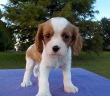 Cavalier King Charles Spaniel Puppies for Sale Image eClassifieds4u 3