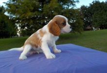Cavalier King Charles Spaniel Puppies for Sale Image eClassifieds4u 2