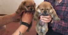 Chow Chow Puppies For Sale Image eClassifieds4u 2