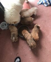 Chow Chow Puppies For Sale Image eClassifieds4u 3