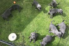 Cute Staffordshire Bull Terrier Puppies for Sale Image eClassifieds4u 2