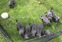 Cute Staffordshire Bull Terrier Puppies for Sale Image eClassifieds4u 3